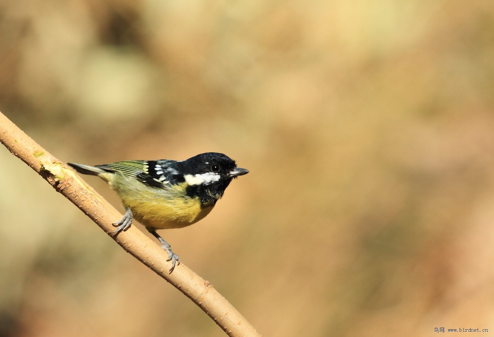 辽宁版2012年第一季度荣获鸟网首页精华图片