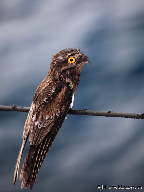 辽宁版2012年第一季度荣获鸟网首页精华图片