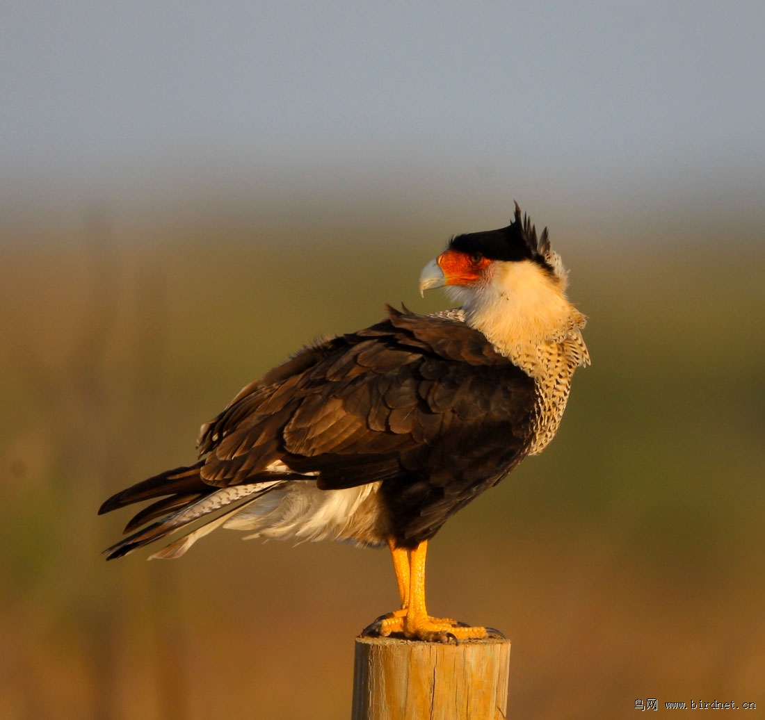 辽宁版2012年第一季度荣获鸟网首页精华图片