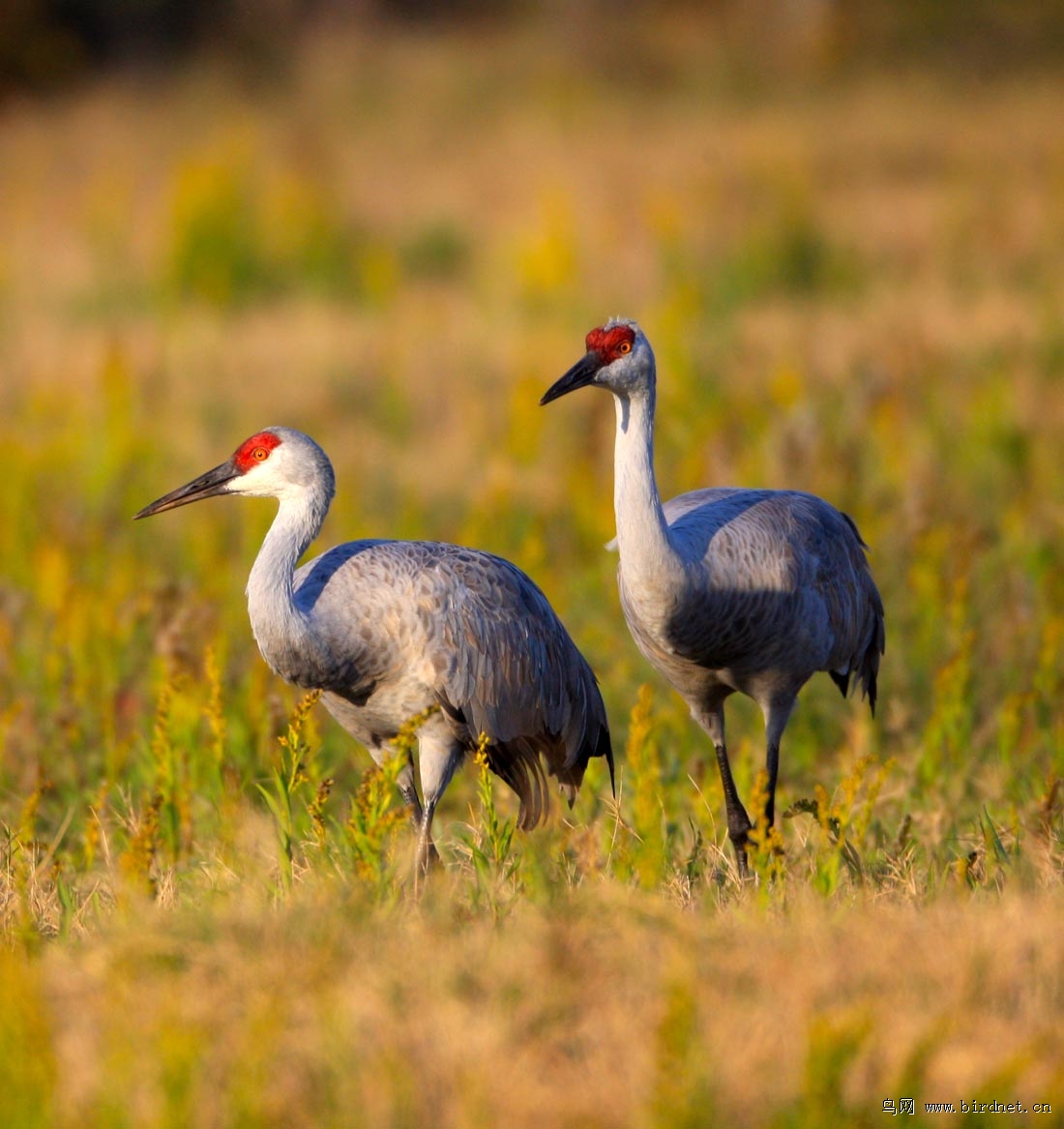辽宁版2012年第一季度荣获鸟网首页精华图片