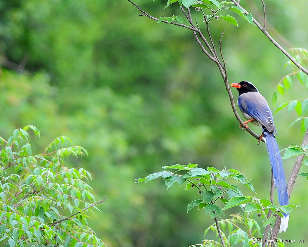 辽宁版2012年第一季度荣获鸟网首页精华图片