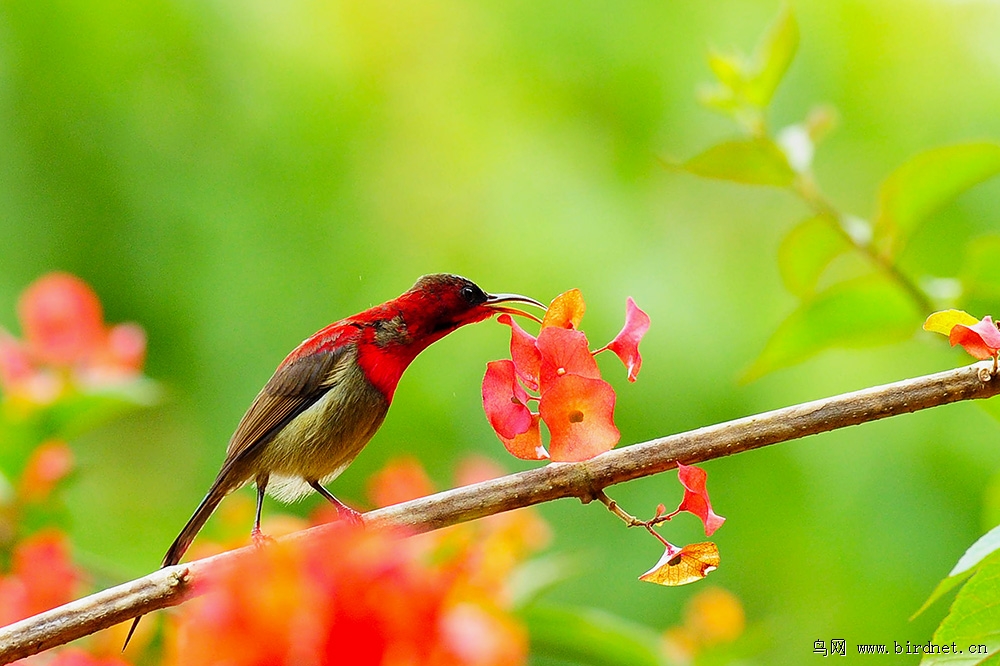 辽宁版2012年第一季度荣获鸟网首页精华图片