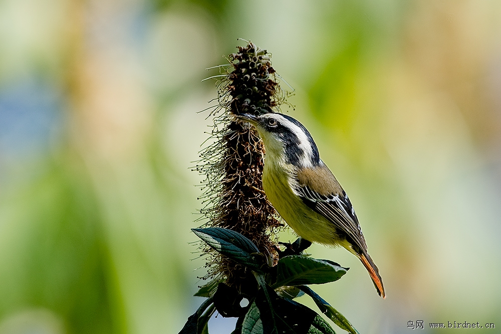 辽宁版2012年第一季度荣获鸟网首页精华图片