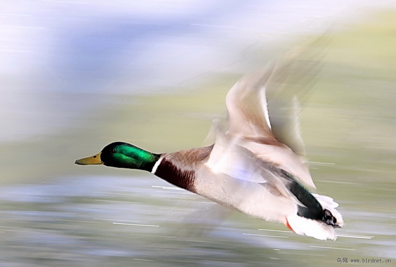 辽宁版2012年第一季度荣获鸟网首页精华图片