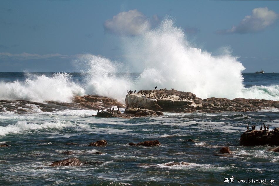 辽宁版2012年第一季度荣获鸟网首页精华图片