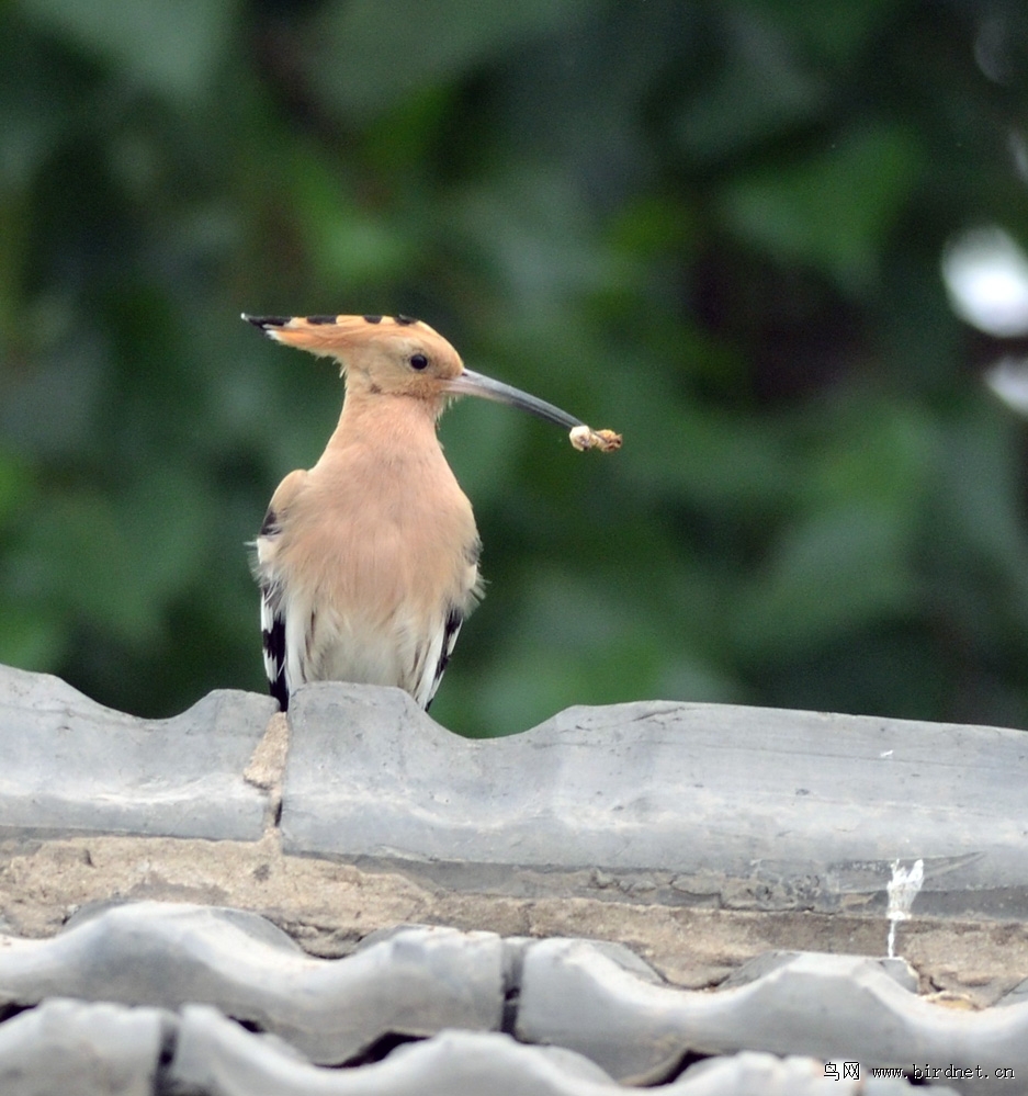 世界上最大的猫头鹰有多高 1051172531129330.jpg