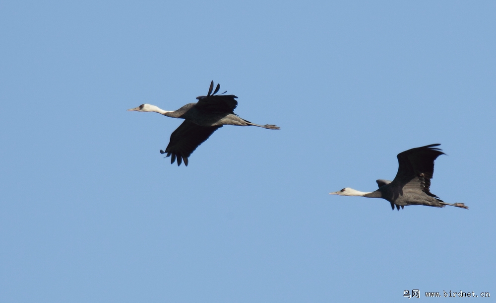 飞来飞去,姿态各异 - 辽宁版 Liaoning 鸟网