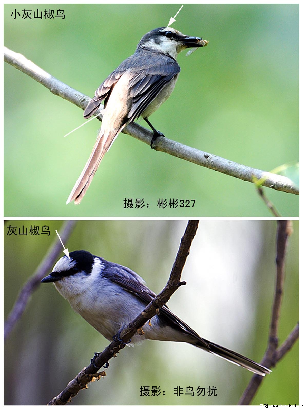 再次请教fenmo527老师:灰山椒鸟与小灰山椒鸟