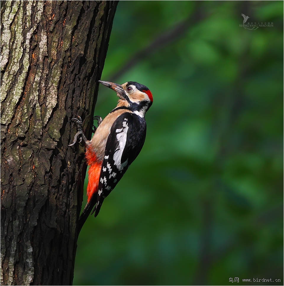 大斑啄木鸟|树木医生(大斑啄木鸟)