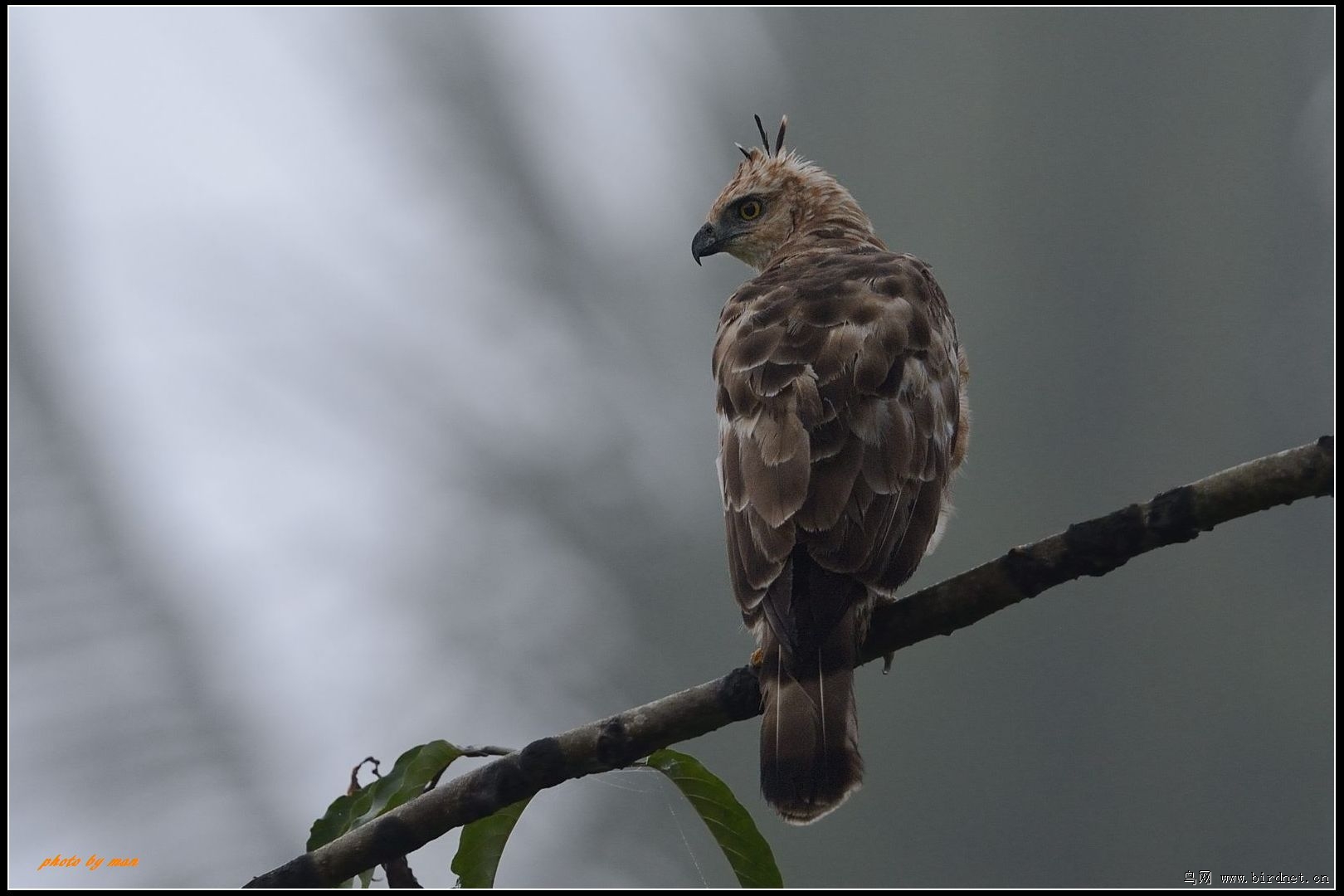 华氏鹰雕 wallace's hawk-eagle