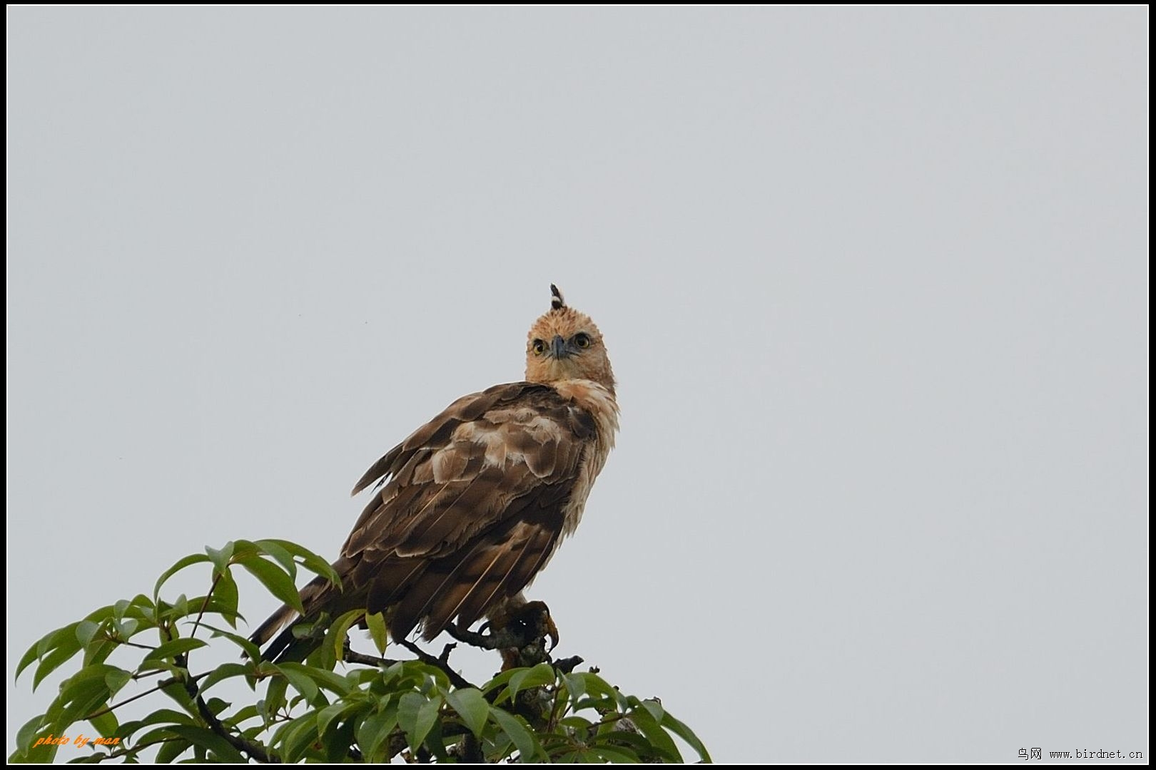 华氏鹰雕 wallace's hawk-eagle