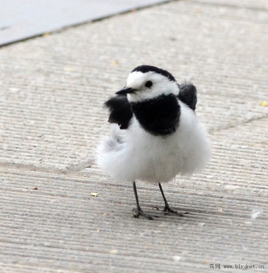 白鹡鸰打太极 - 河南版 He'nan 鸟网
