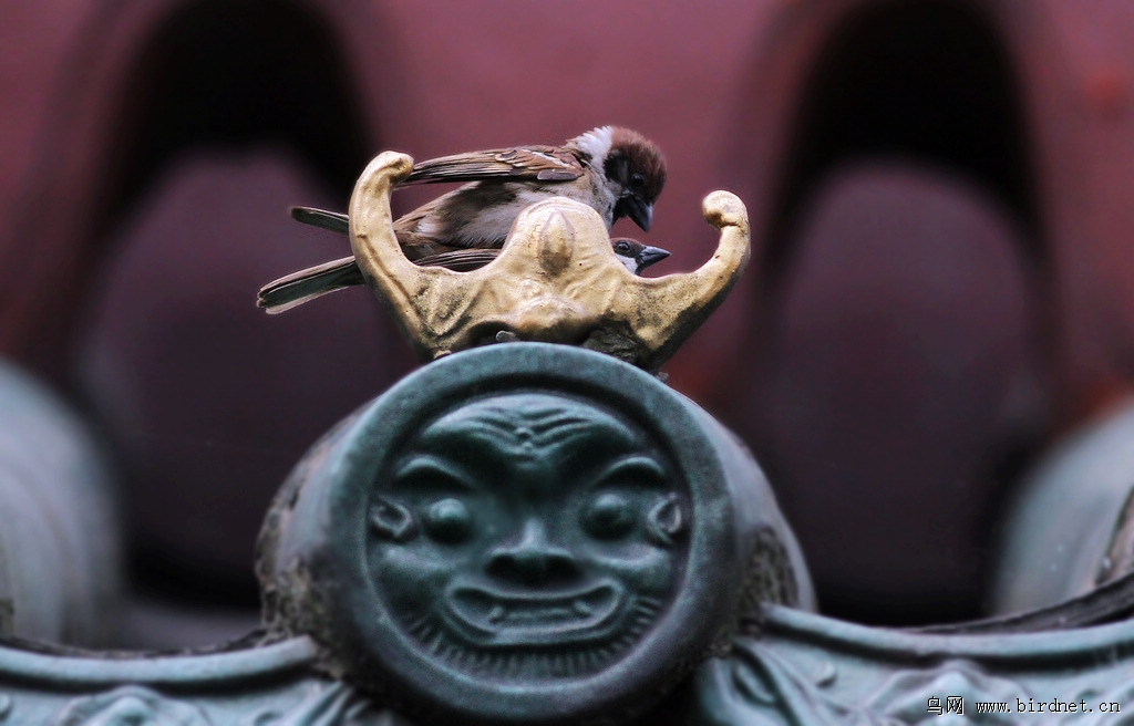 成都望江公园的崇丽阁上,一对麻雀夫妇上演真