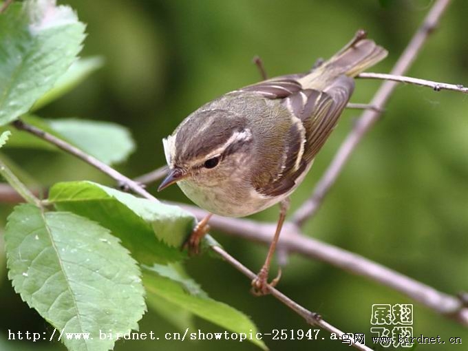 黄眉柳莺的顶冠纹 - 鸟类识别 bird identification