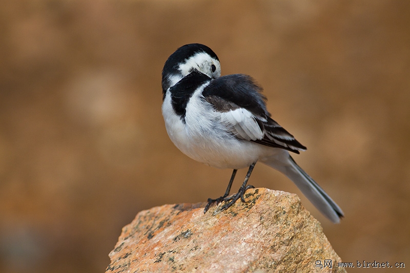打扮打扮去相亲 - 山东版 Shandong 鸟网