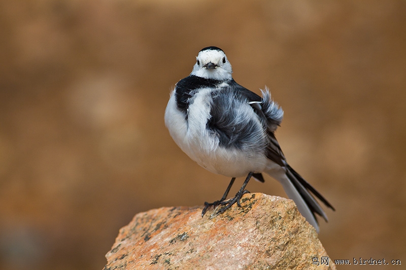 打扮打扮去相亲 - 山东版 Shandong 鸟网