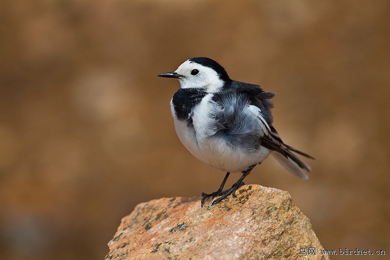 打扮打扮去相亲 - 山东版 Shandong 鸟网
