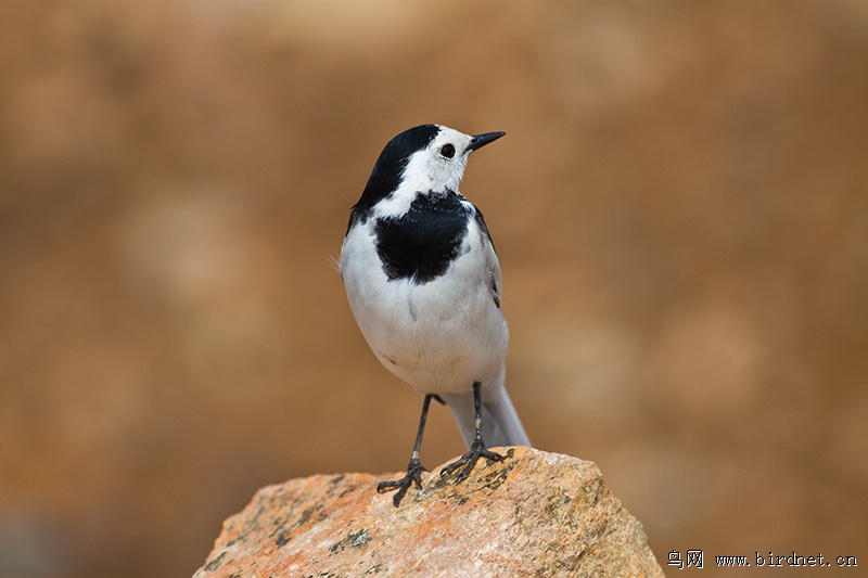 打扮打扮去相亲 - 山东版 Shandong 鸟网