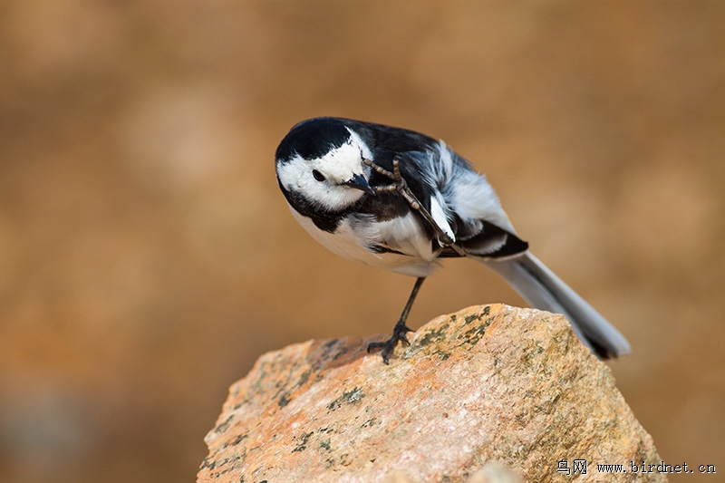 打扮打扮去相亲 - 山东版 Shandong 鸟网