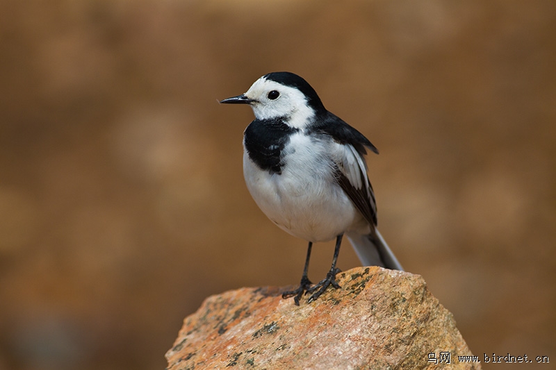 打扮打扮去相亲 - 山东版 Shandong 鸟网