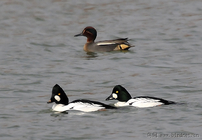 天兔行空 - 我的专辑 鸟网