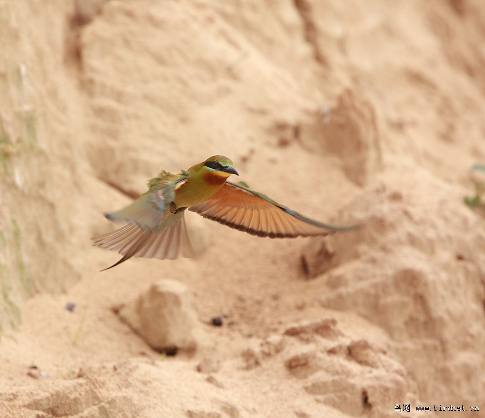 隼和鹰的对比 190784031253292.jpg