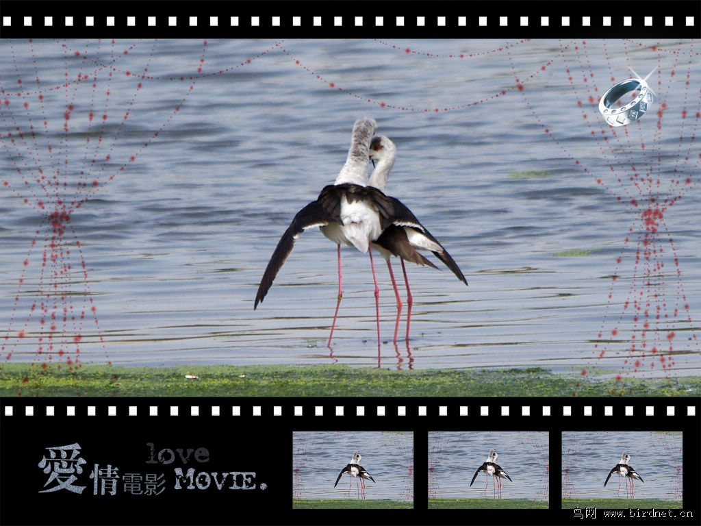 爱情电影 - 陕西版 Shanxi 鸟网