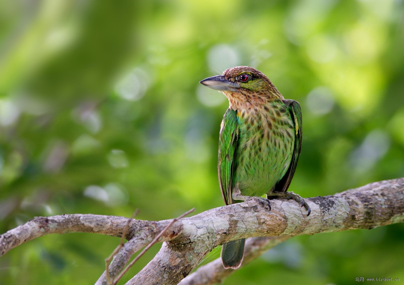 [斑头]绿拟啄木鸟
