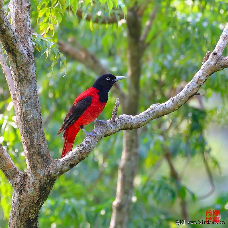 鸟鸟鸟 - 辽宁版 Liaoning 鸟网