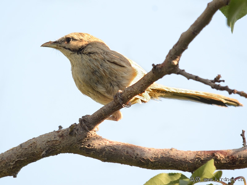 吃杏子的是什么鸟? - 鸟类识别 Bird Identificati