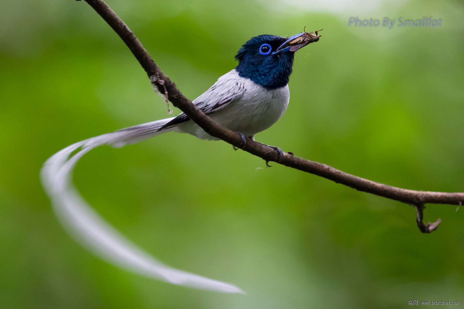 白寿带 - 陕西版 Shanxi 鸟网
