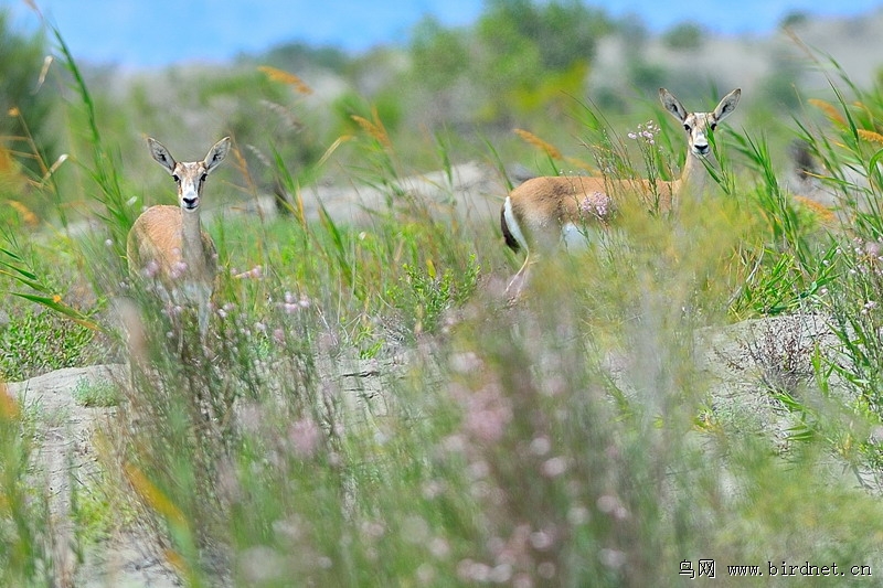 野生黄羊 - 拍摄于新疆艾比湖湿地保护区