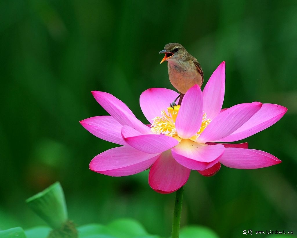 荷花小鸟图