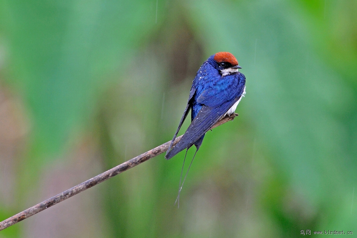 雨中摆渡-- 手册 新鸟签到 - 鸟网2012'曹妃甸杯