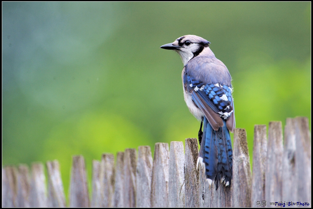 blue jay 蓝鹂鸟