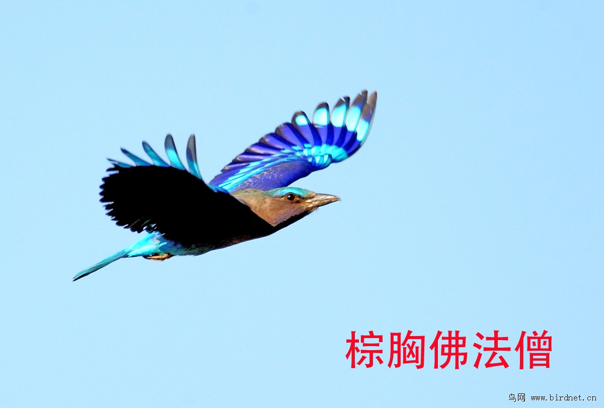 佛法僧科(全记录) - 重庆版 Chongqing 鸟网