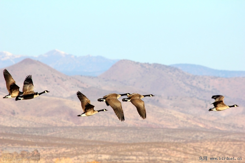 加拿大黑雁 - 水鸟版 Waterbirds 鸟网