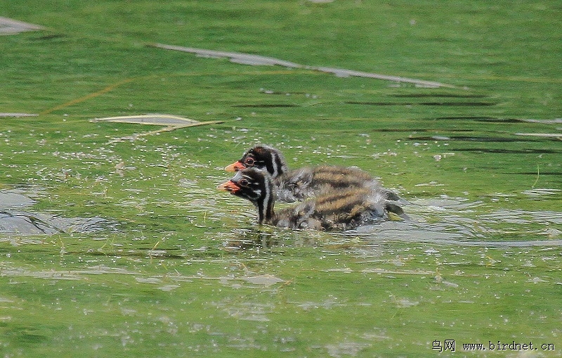 发母子情片 - 水鸟版 Waterbirds 鸟网