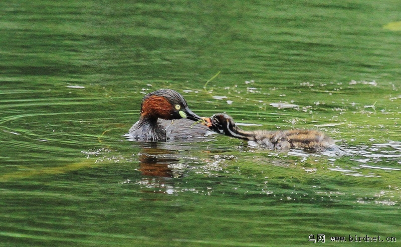 发母子情片 - 水鸟版 Waterbirds 鸟网