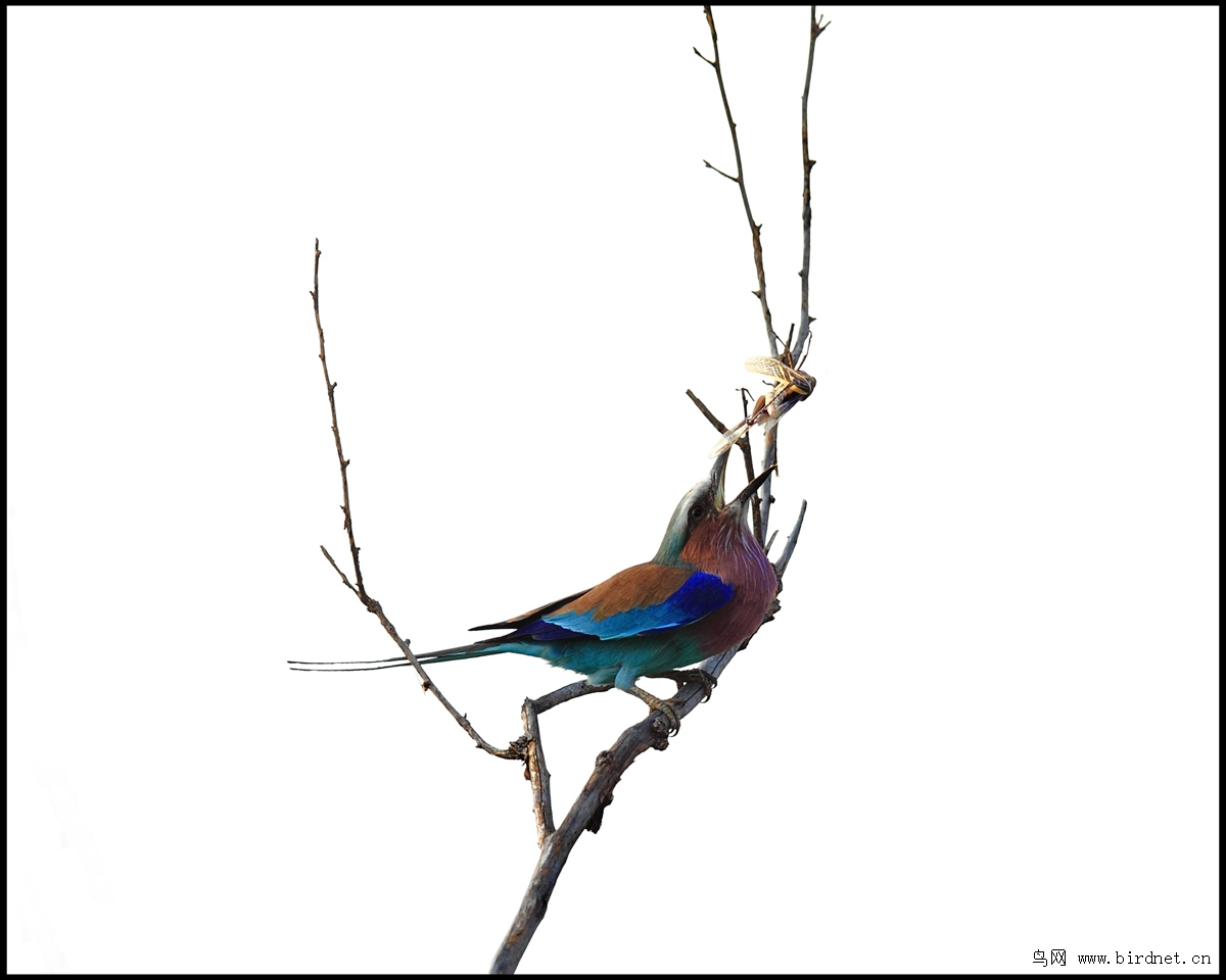 7977 - 我的专辑 鸟网