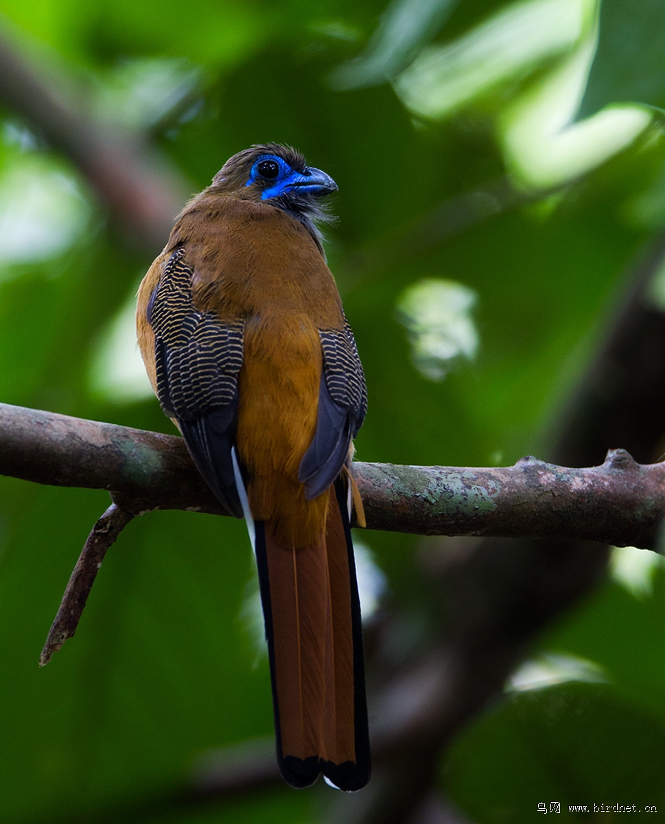 红枕<em>咬</em>鹃 - 江苏版 Jiangsu 鸟网