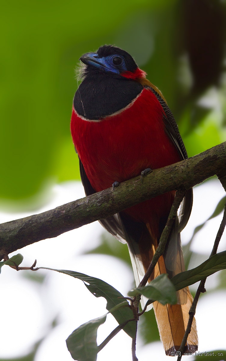 红枕<em>咬</em>鹃 - 江苏版 Jiangsu 鸟网