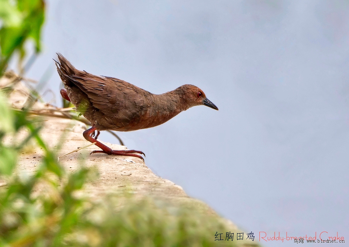 红胸田鸡,蓝胸秧鸡