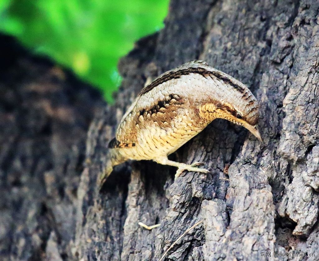 专吃蚂蚁的鸟 - 北京版 Beijing 鸟网