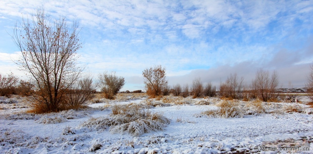 鸟湖生态环境片子 - 生态风光 Miscellaneous W