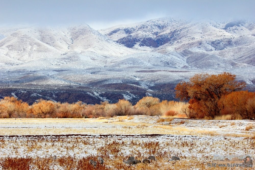 鸟湖生态环境片子 - 生态风光 Miscellaneous W