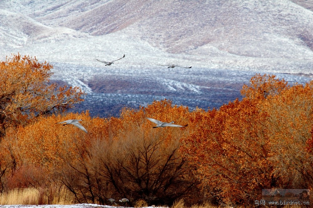 鸟湖生态环境片子