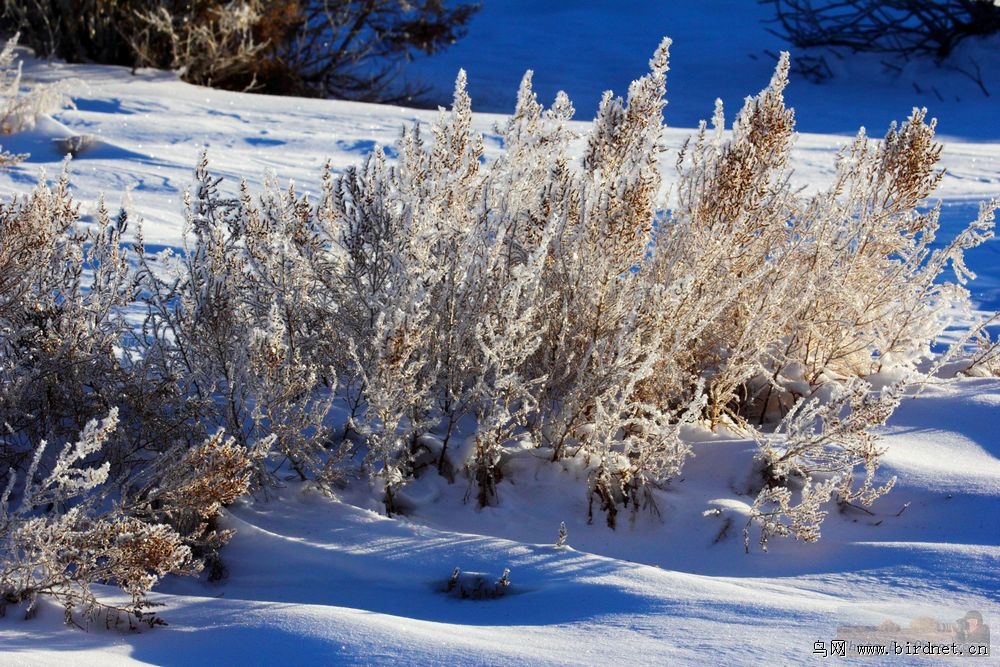 鸟湖生态环境片子 - 生态风光 Miscellaneous W