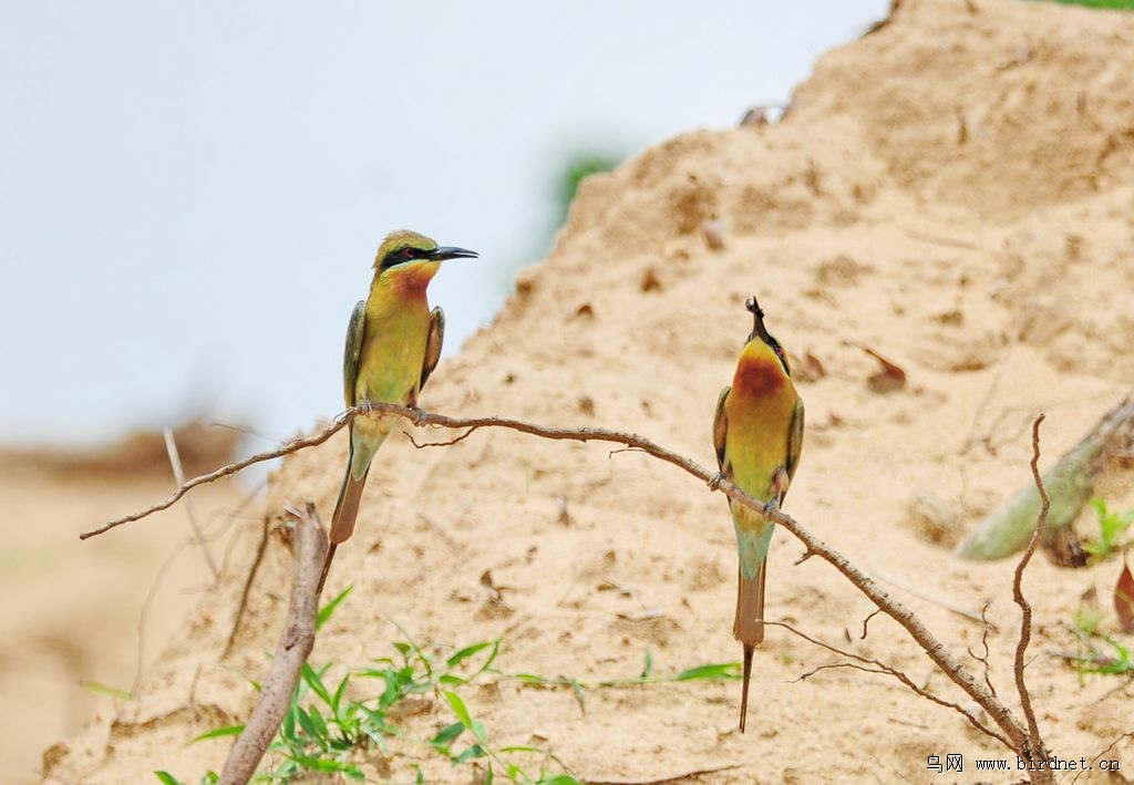 得到爱情(为了爱情续集) - 福建版 Fujian 鸟网