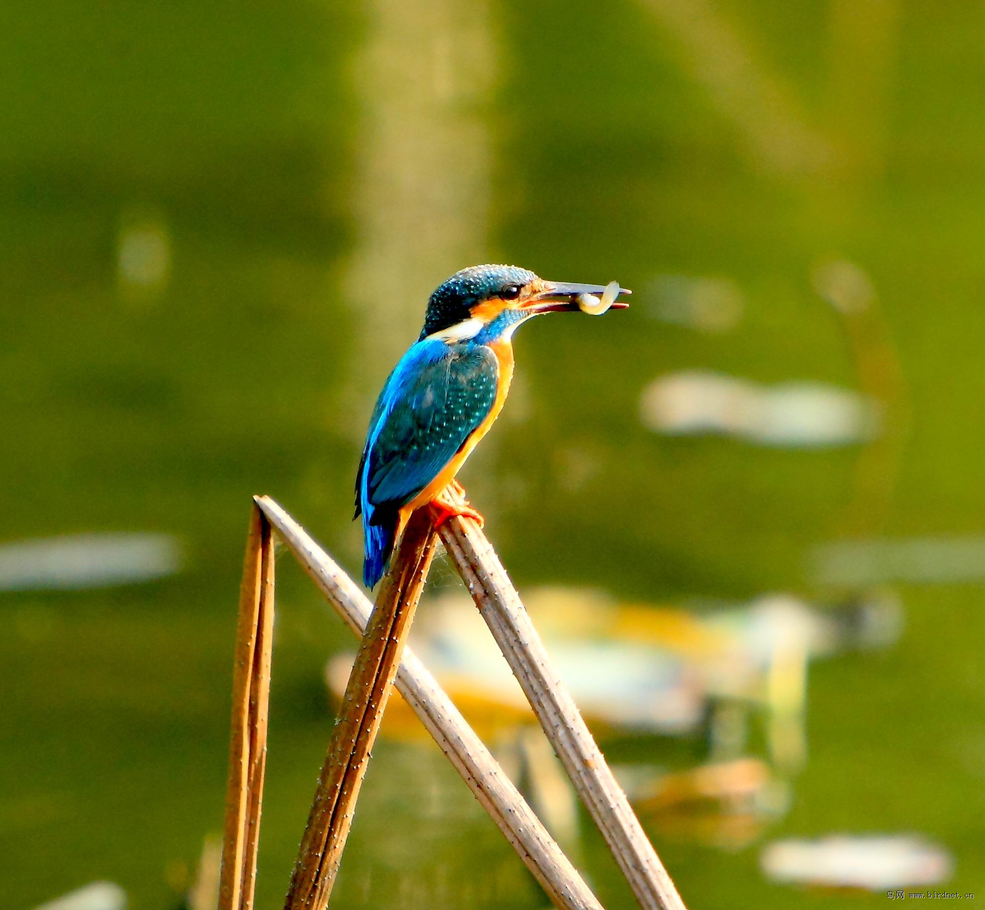佳能小马四 340+1.4倍增距镜+2倍增距镜对比7